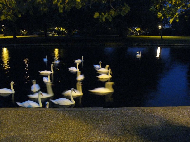 Embankment Swans