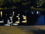 Embankment Swans