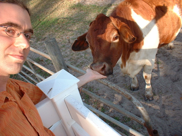 cow.JPG
