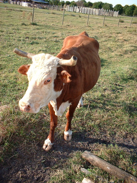 cow2.JPG