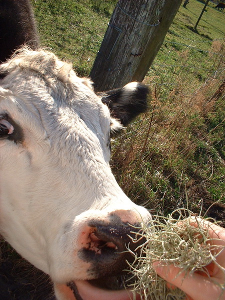 cow3.JPG