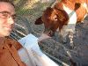 cow.JPG