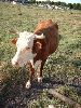 cow2.JPG