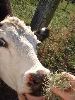 cow3.JPG